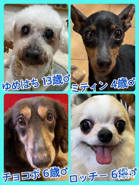 🐾今日の里親様募集中ワンコ🐶メンバーです🐾2023,5,3【保護犬カフェ天神橋店】